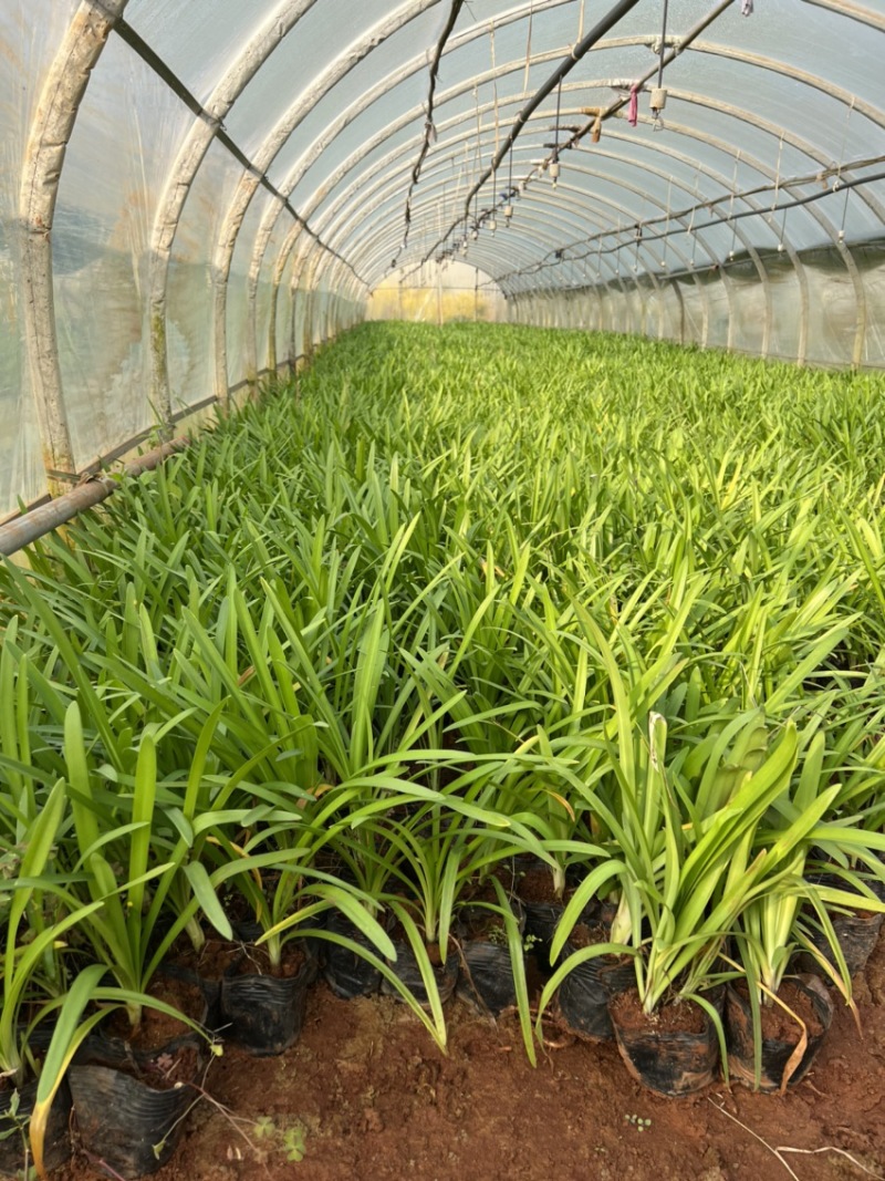 百子莲绿化苗木庭院种植自产自销大量从优