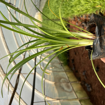 百子莲绿化苗木庭院种植自产自销大量从优