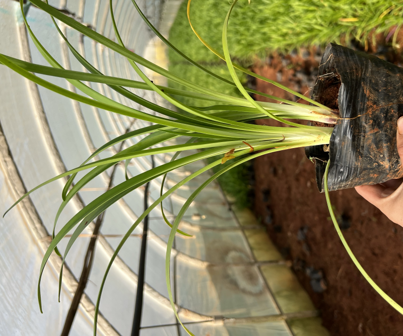 百子莲绿化苗木庭院种植自产自销大量从优