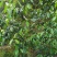 红花油茶苗红花油茶营养袋苗