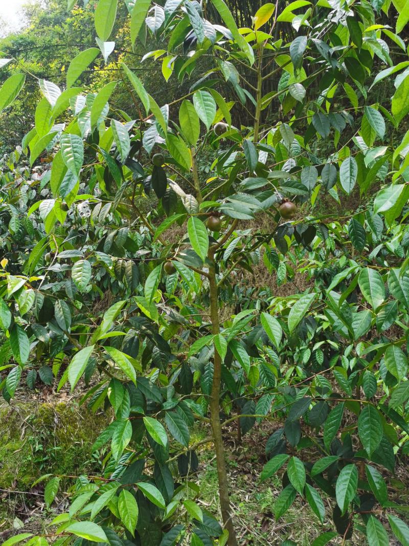 红花油茶苗红花油茶营养袋苗