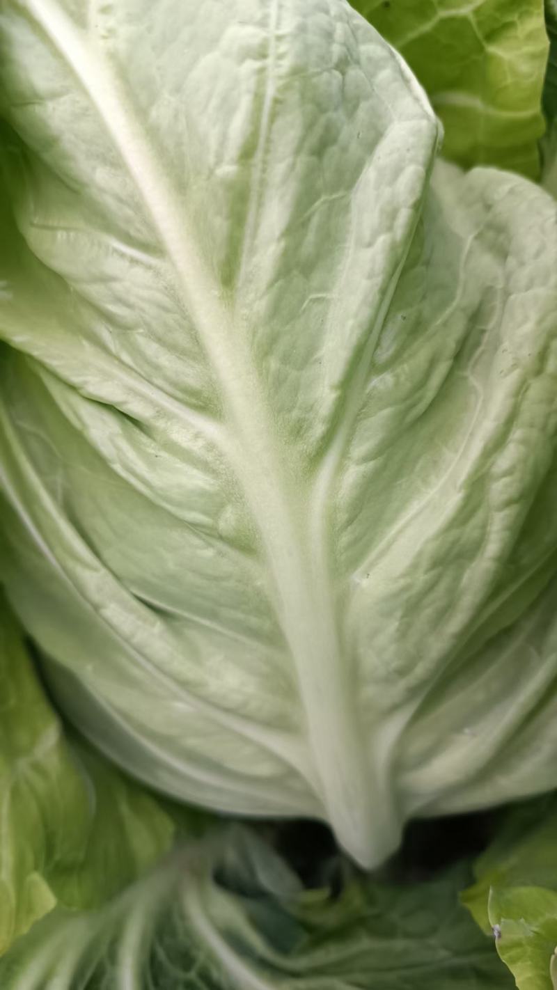 牛心甘蓝包菜，鸡心包菜，1-3斤产地直供，一手货源