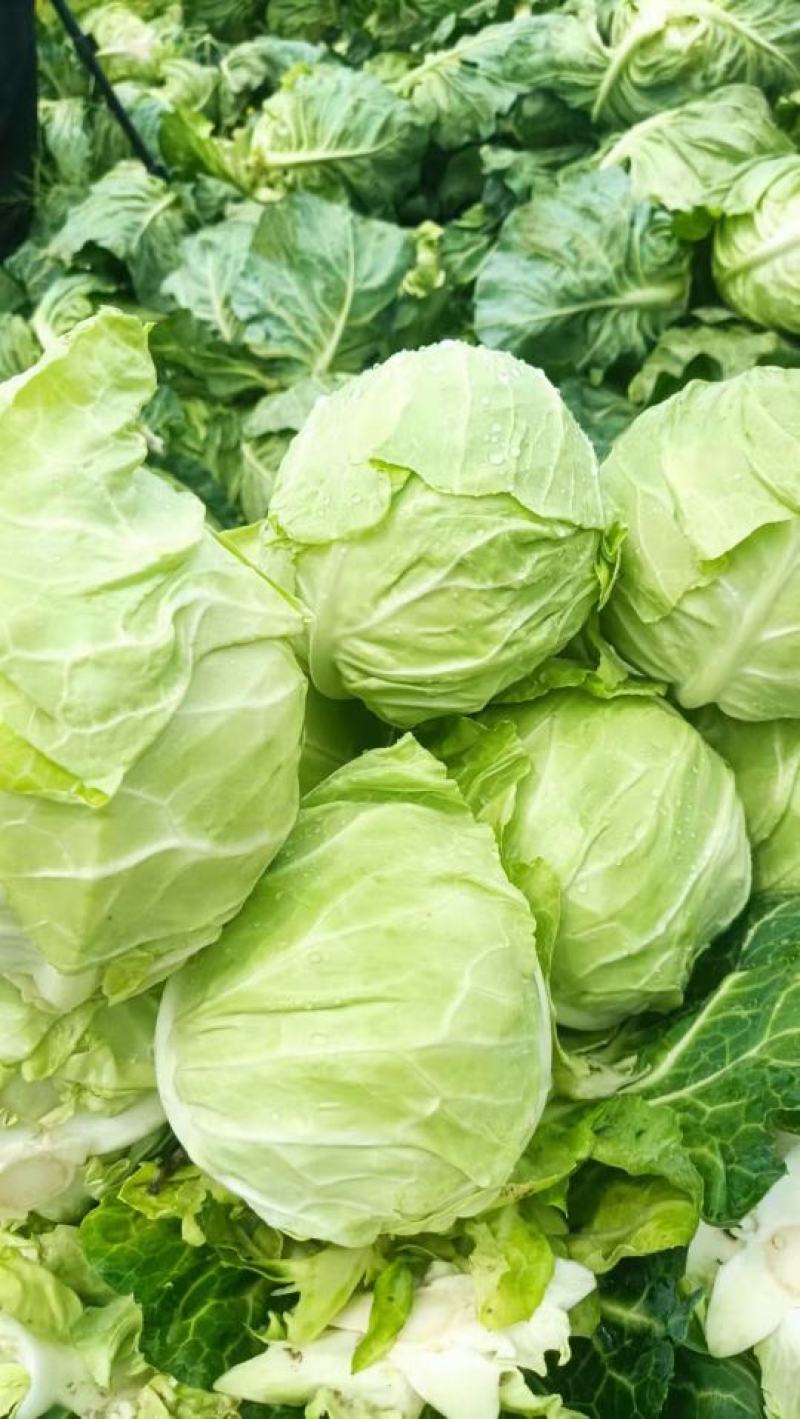 牛心甘蓝包菜，鸡心包菜，1-3斤产地直供，一手货源
