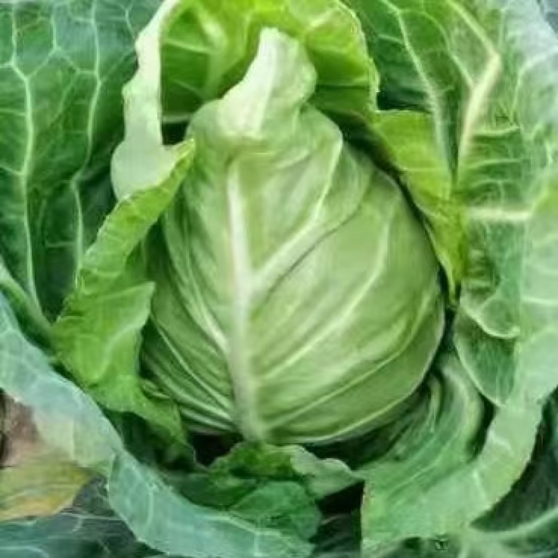 牛心甘蓝包菜，鸡心包菜，1-3斤产地直供，一手货源