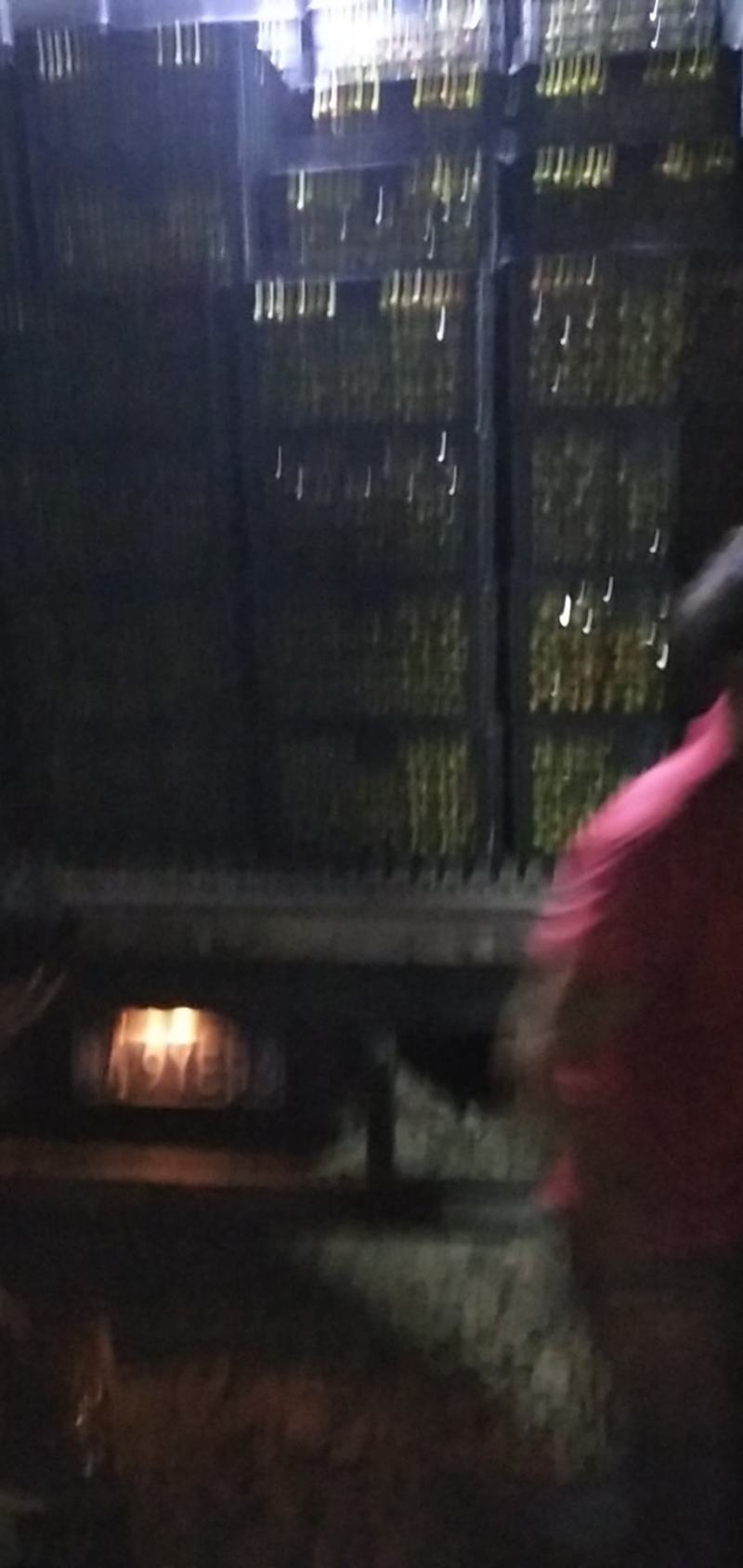 李子，桃形李，大水李三华李都有品种全价格低量更大，盐池李