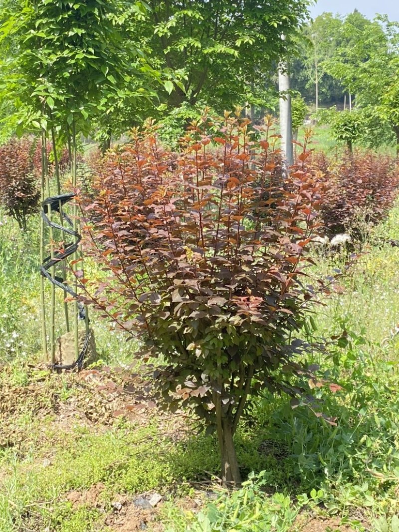 四川精品丛生红叶李