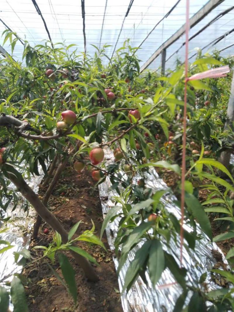 山东省青岛市莱西中油油桃油桃大量上市常年供应