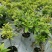 杜鹃基地批发毛鹃大杯苗，毛鹃小杯苗，以及毛鹃地苗