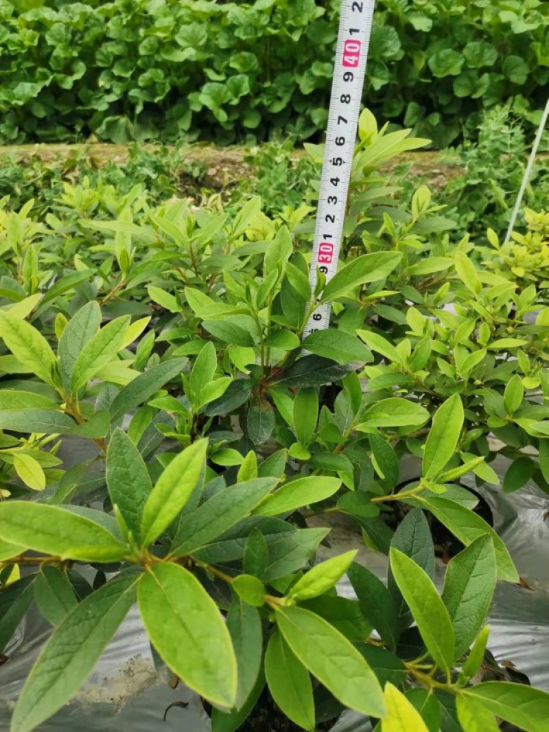 杜鹃基地批发毛鹃大杯苗，毛鹃小杯苗，以及毛鹃地苗