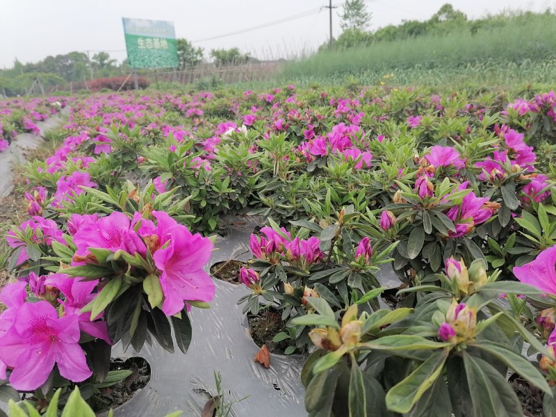 杜鹃基地批发毛鹃大杯苗，毛鹃小杯苗，以及毛鹃地苗