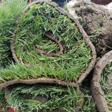 混播草坪批发供应基地出售各类草坪哦，台湾二号草坪，百慕大