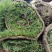 混播草坪批发供应基地出售各类草坪哦，台湾二号草坪，百慕大