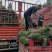 混播草坪批发供应基地出售各类草坪哦，台湾二号草坪，百慕大