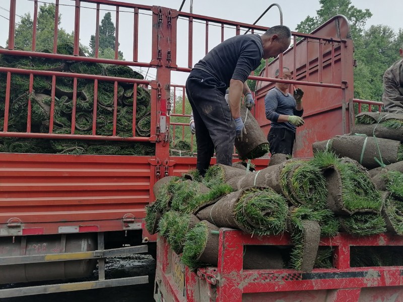混播草坪批发供应基地出售各类草坪哦，台湾二号草坪，百慕大
