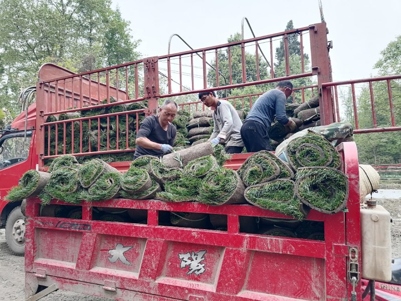混播草坪批发供应基地出售各类草坪哦，台湾二号草坪，百慕大