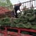 混播草坪批发供应基地出售各类草坪哦，台湾二号草坪，百慕大