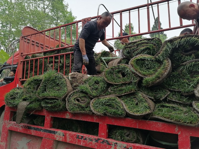 混播草坪批发供应基地出售各类草坪哦，台湾二号草坪，百慕大