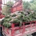 混播草坪批发供应基地出售各类草坪哦，台湾二号草坪，百慕大