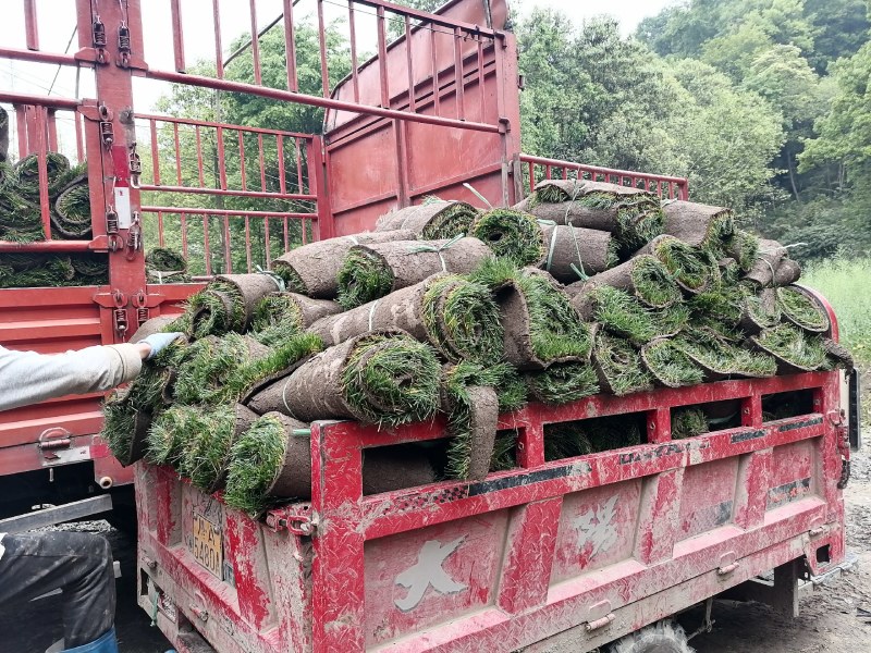 混播草坪批发供应基地出售各类草坪哦，台湾二号草坪，百慕大