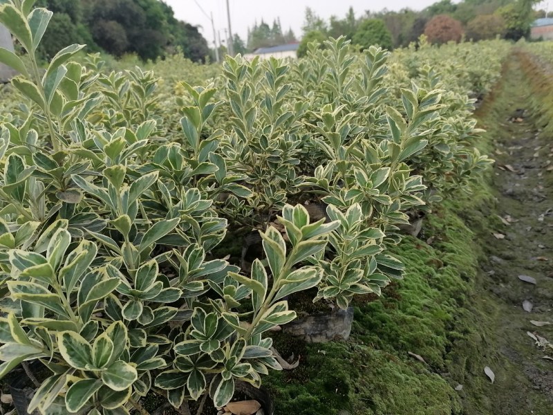 金边黄杨基地直销小杯苗大杯苗，工程绿化苗木