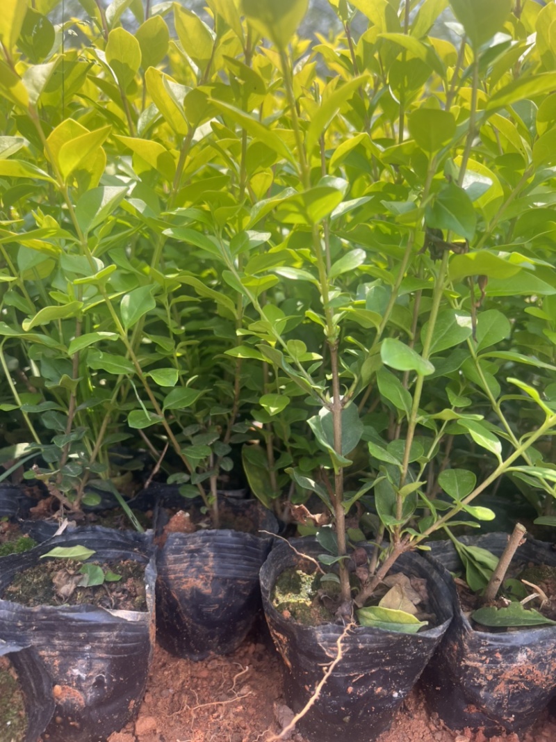 金叶女贞绿化苗木庭院种植自产自销大量从优