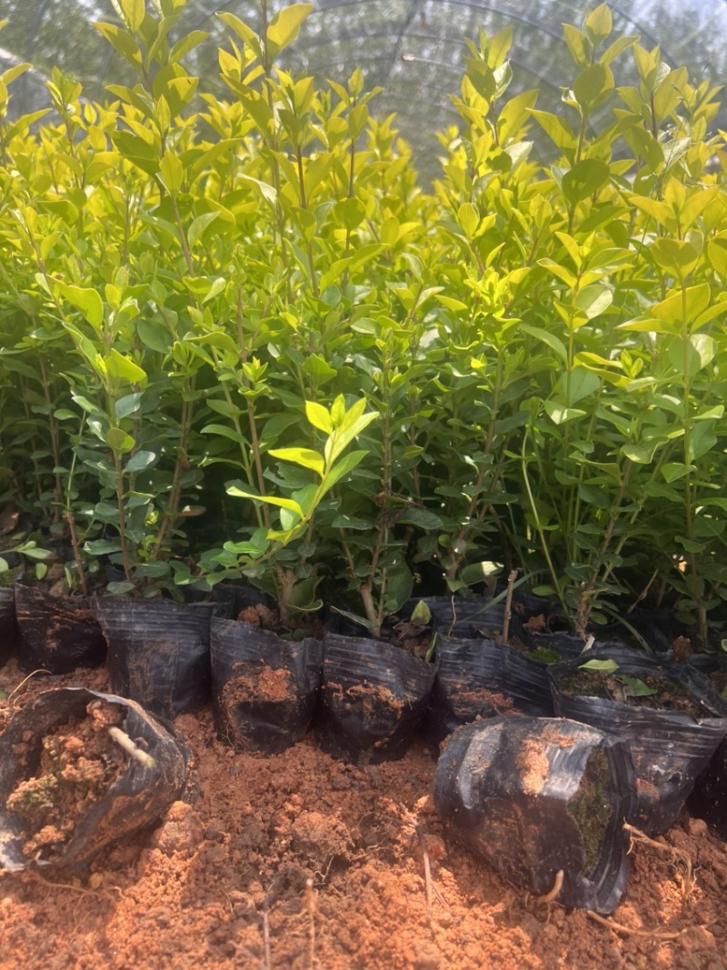 金叶女贞绿化苗木庭院种植自产自销大量从优