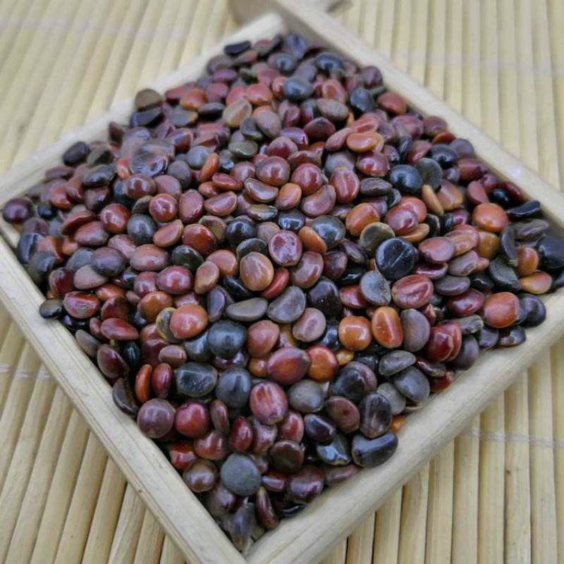 枳椇子中药材购销经营各类中药材保证质量