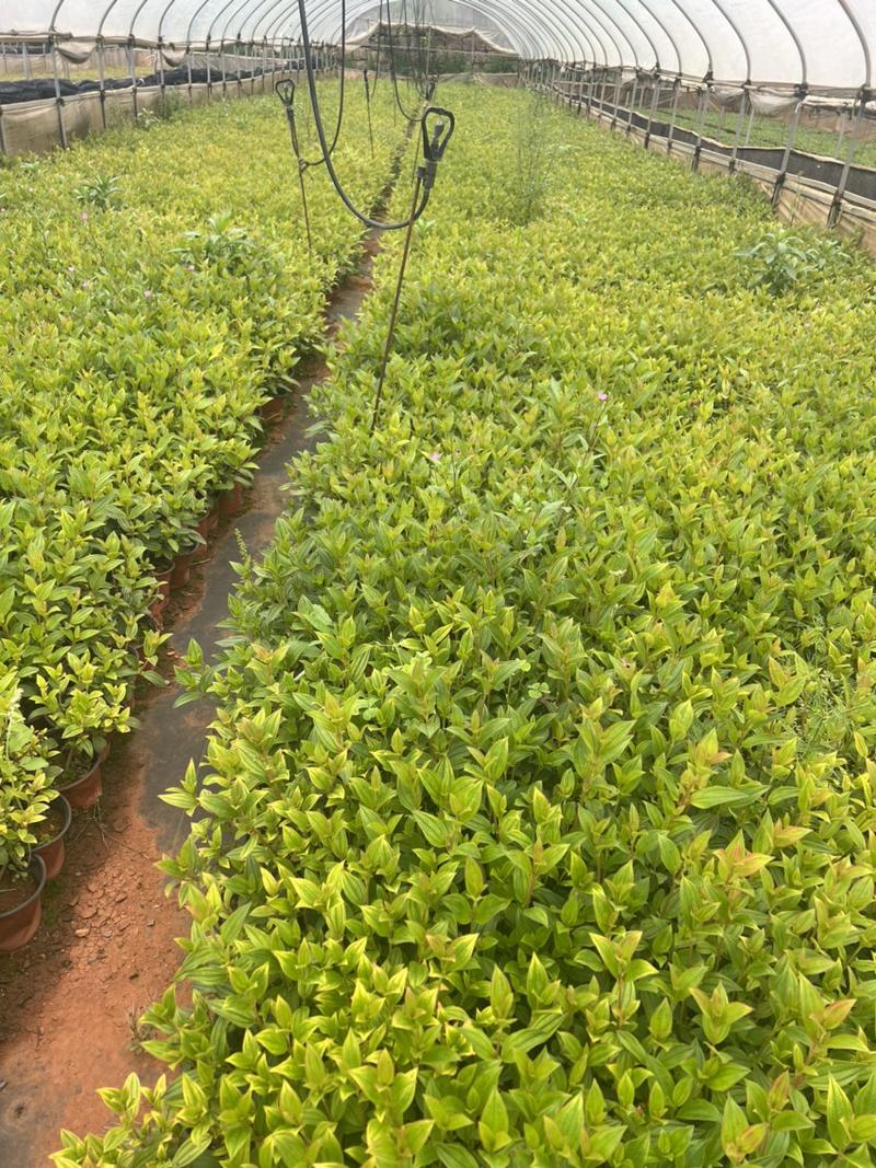 巴西野牡丹绿化苗木庭院种植自产自销大量从优