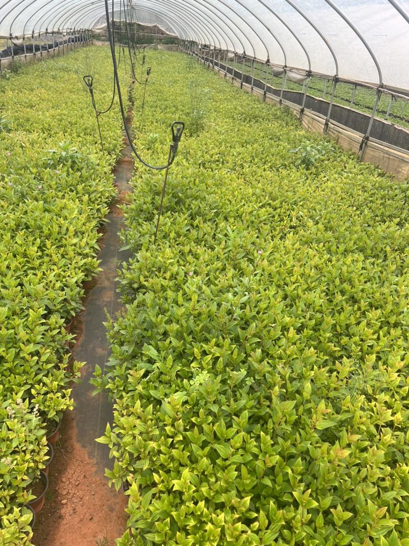 巴西野牡丹绿化苗木庭院种植自产自销大量从优