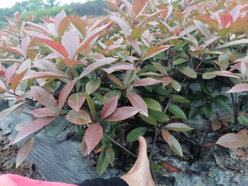 红叶石楠地苗，红叶石楠杯苗，红叶石楠笼子，红叶石楠球批发
