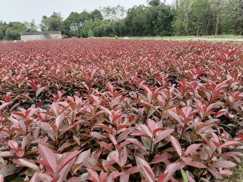 红叶石楠地苗，红叶石楠杯苗，红叶石楠笼子，红叶石楠球批发