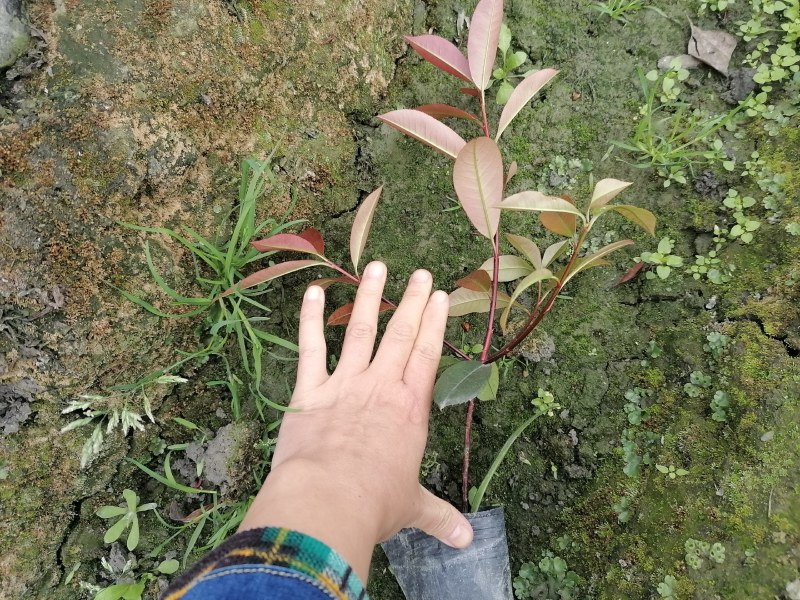 红叶石楠地苗，红叶石楠杯苗，红叶石楠笼子，红叶石楠球批发