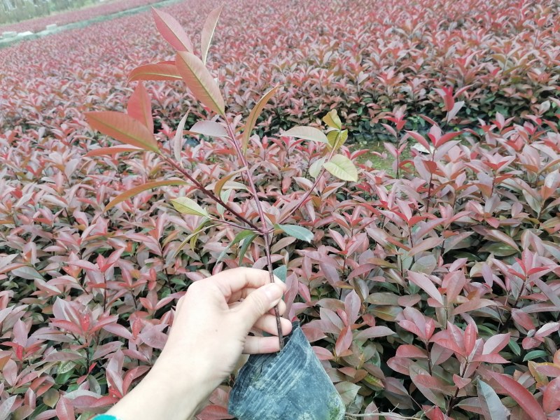 红叶石楠地苗，红叶石楠杯苗，红叶石楠笼子，红叶石楠球批发