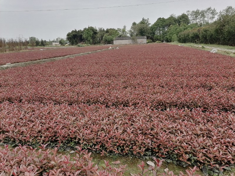 红叶石楠地苗，红叶石楠杯苗，红叶石楠笼子，红叶石楠球批发