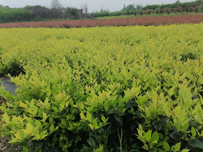 金森女贞苗子基地批发中，金森女贞小杯和大杯