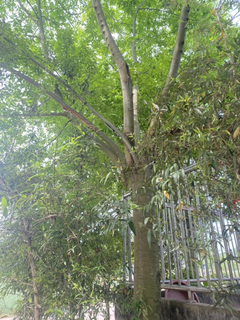 四川精品朴树需要的老板联系