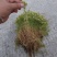 水苔（海花草）