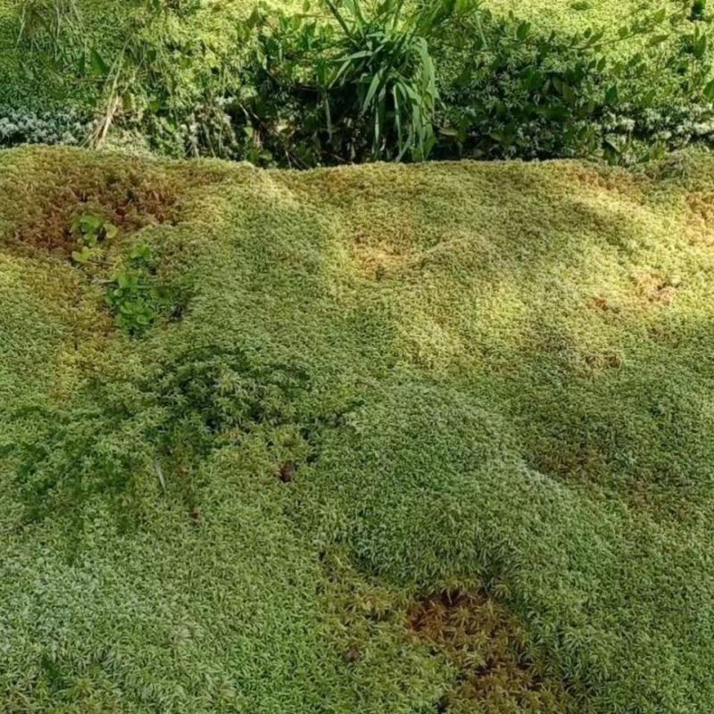 水苔（海花草）