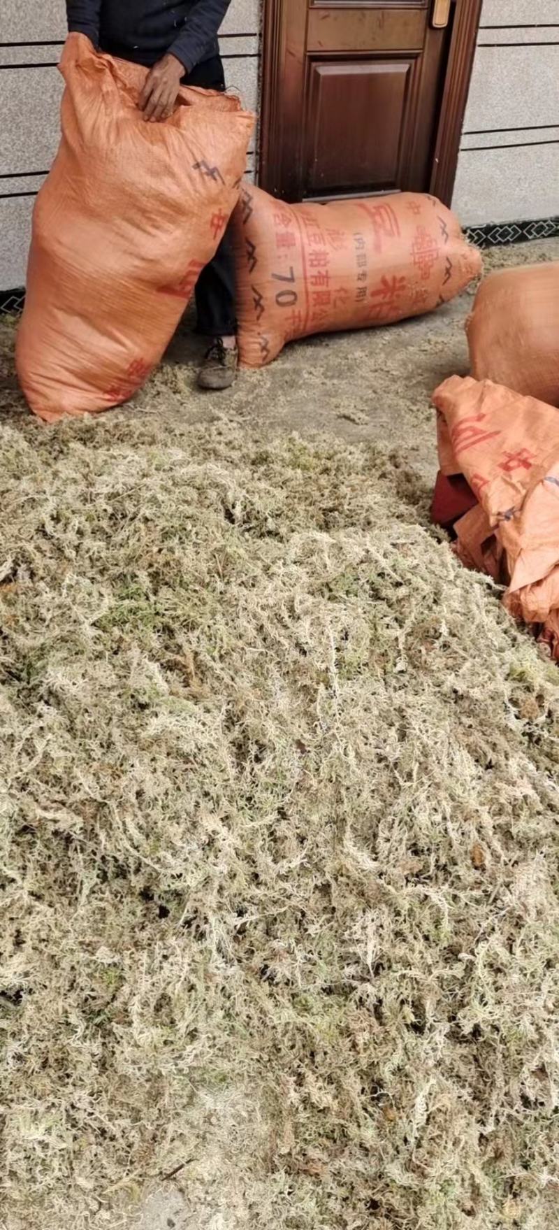 水苔（海花草）