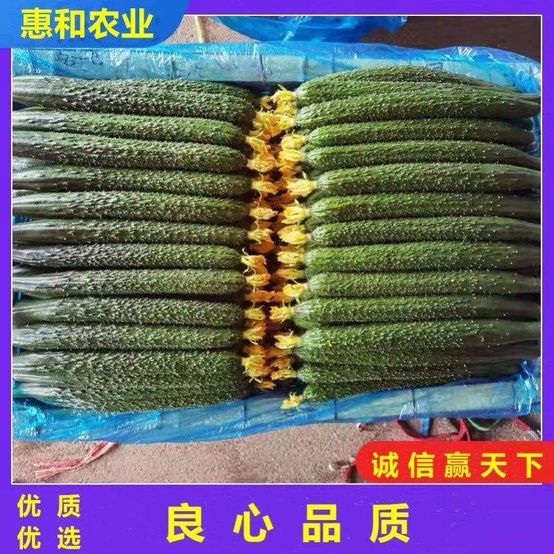 山东黄瓜密刺黄瓜精品，曲堤黄瓜济阳黄瓜货源充足，量大从优