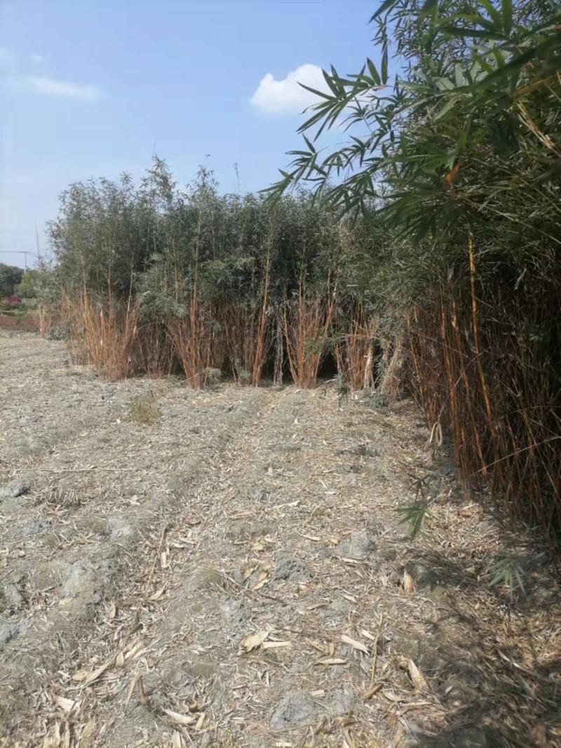 琴丝竹批发基地出售高1.2—3米的琴丝竹苗木