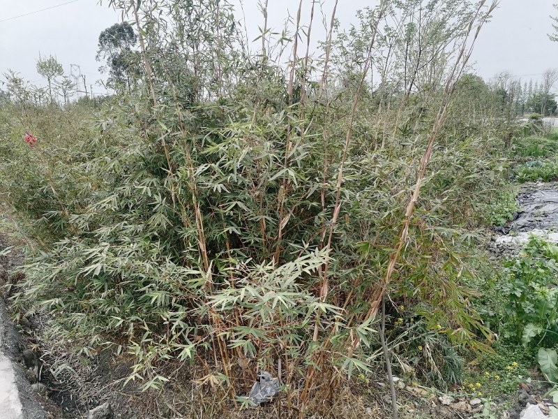 琴丝竹批发基地出售高1.2—3米的琴丝竹苗木