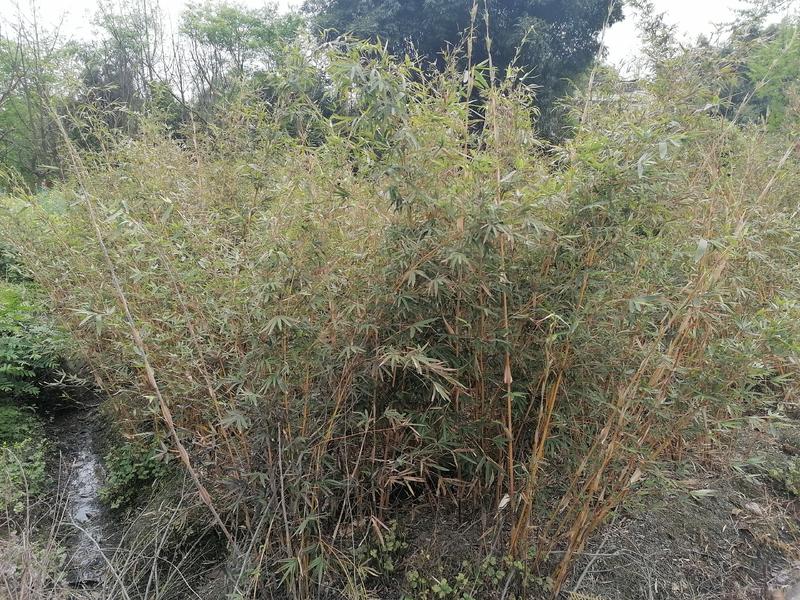琴丝竹批发基地出售高1.2—3米的琴丝竹苗木