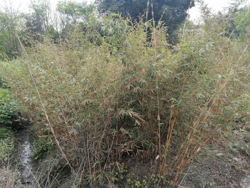琴丝竹批发基地出售高1.2—3米的琴丝竹苗木