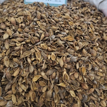 连翘黄翘青翘地道中药材常年加工发货批发零售可代发