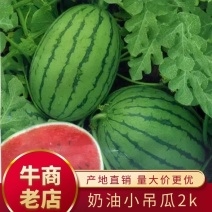 手撕奶油小吊瓜，精品小糖丸西瓜，质量三包，代发全国