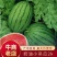 手撕奶油小吊瓜，精品小糖丸西瓜，质量三包，代发全国