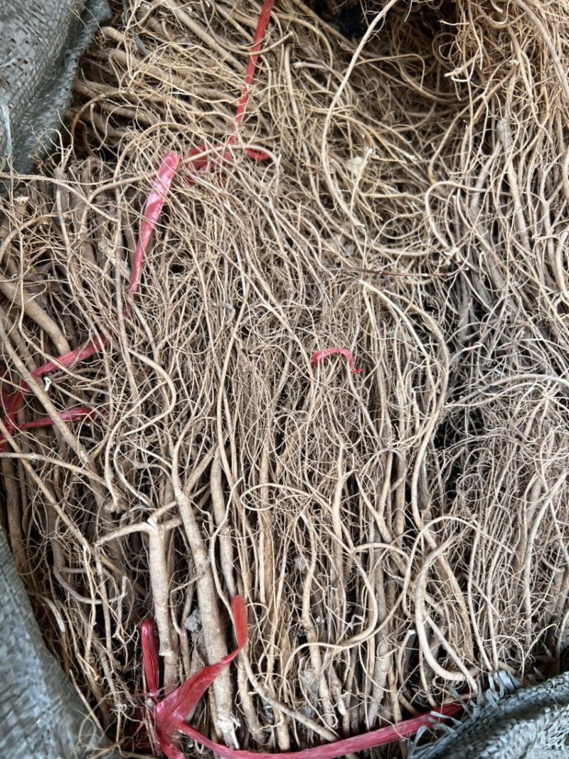 石参根无硫小根野生石参根汤料可药用