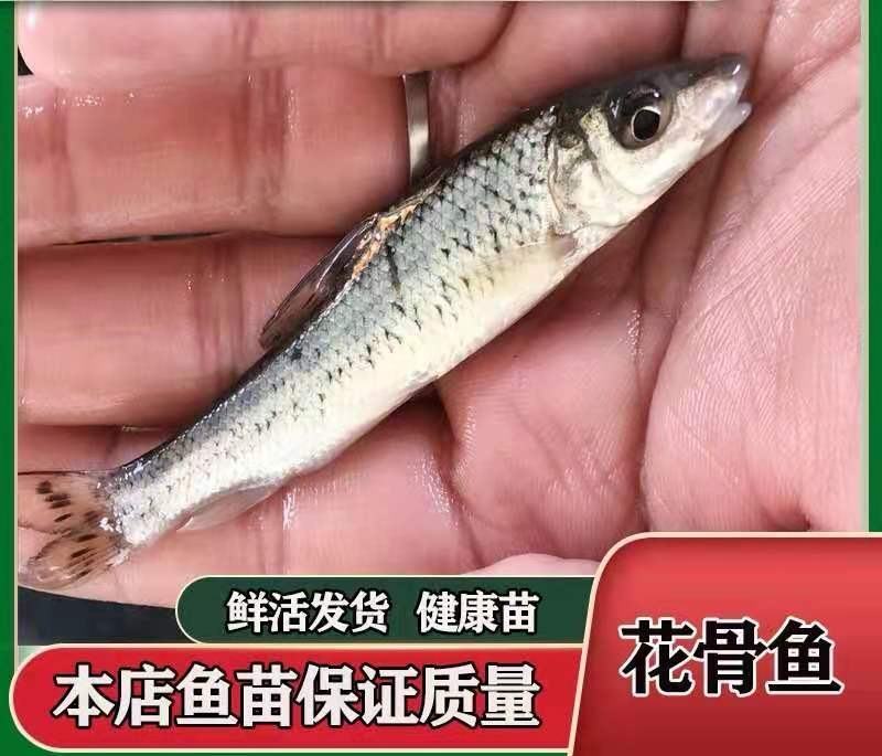 花鼓鱼苗苗苗苗花骨水花鱼苗花姑娘马驹子季郎鱼鸡