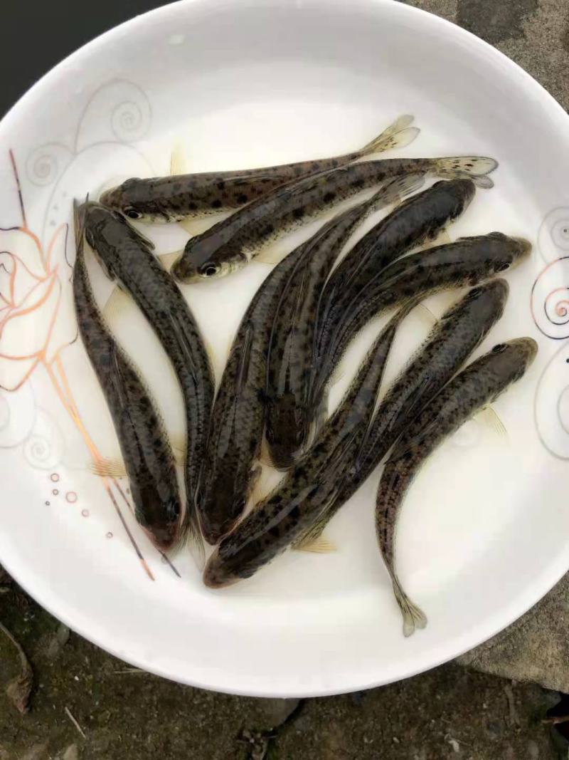花鼓鱼苗苗苗苗花骨水花鱼苗花姑娘马驹子季郎鱼鸡
